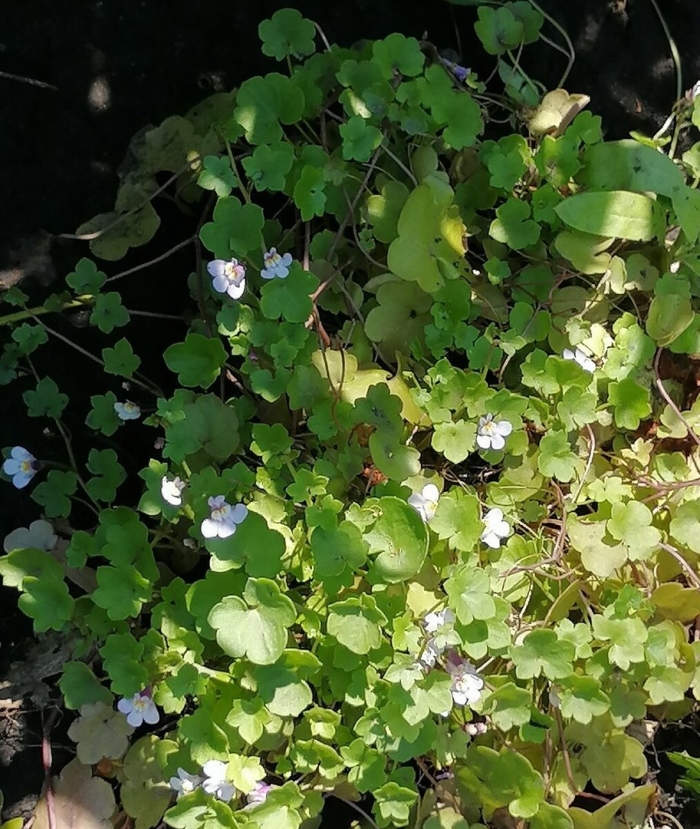 Цимбалярия постенная