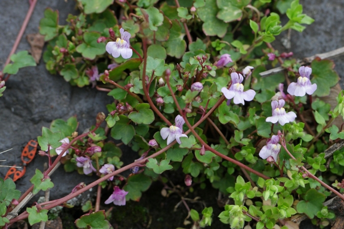 Цимбалярия постенная