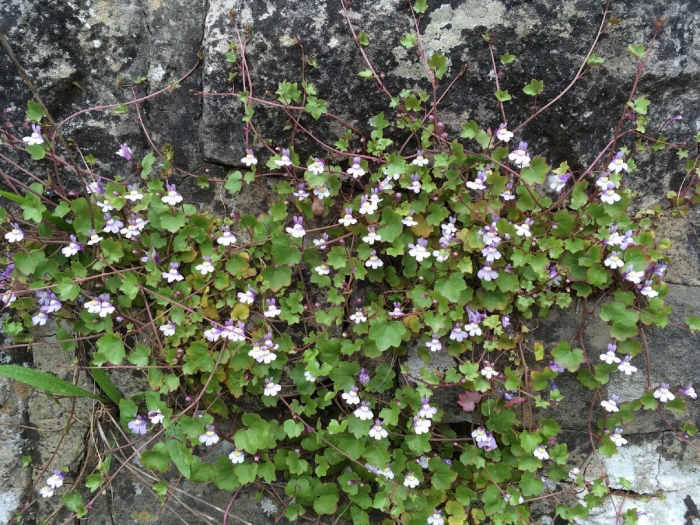 Цимбалярия постенная