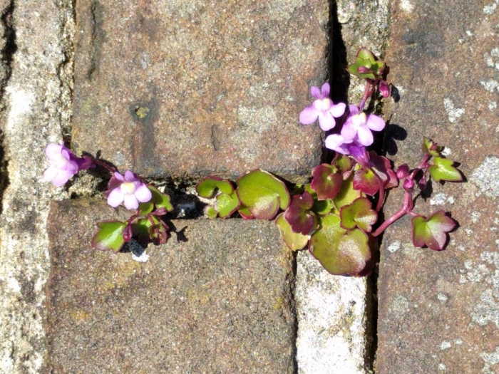 Цимбалярия альба