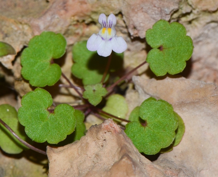 Cymbalaria muralis