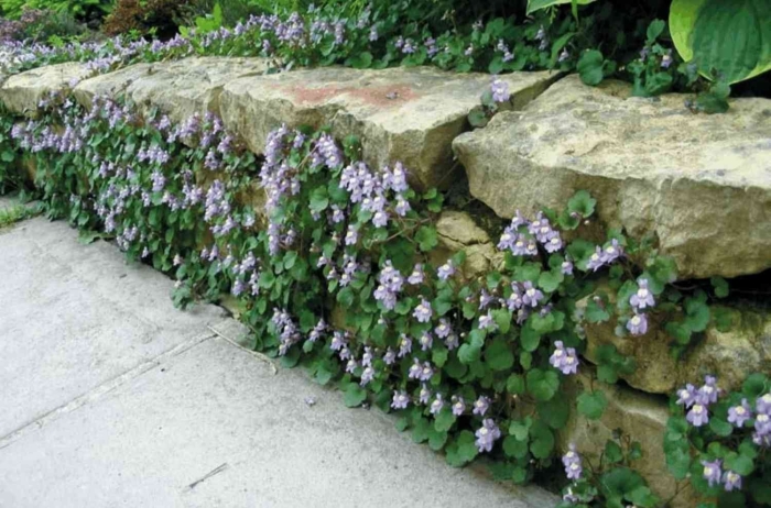 Цимбалярия настенная