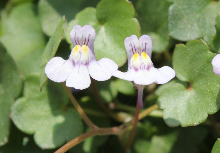 Cymbalaria muralis