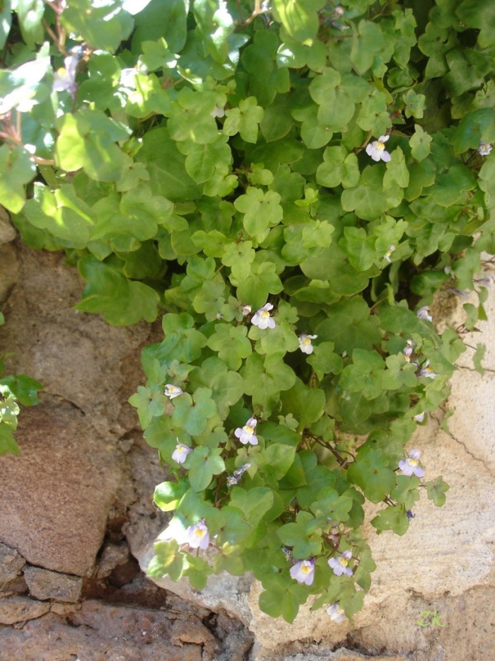 Цимбалярия  alba