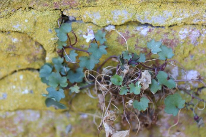 Цимбалярия муралис