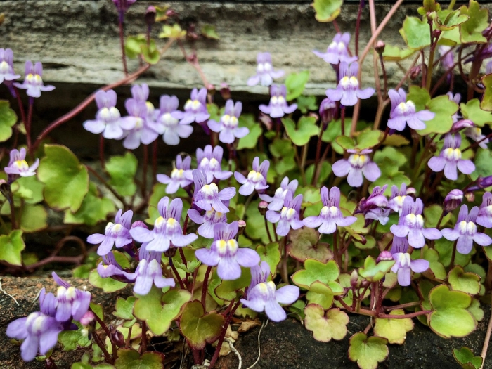 Цимбалярия альба