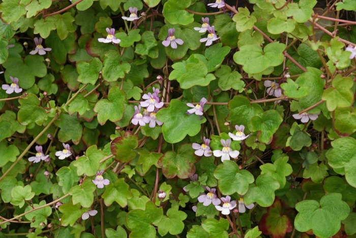 Цимбалярия муралис