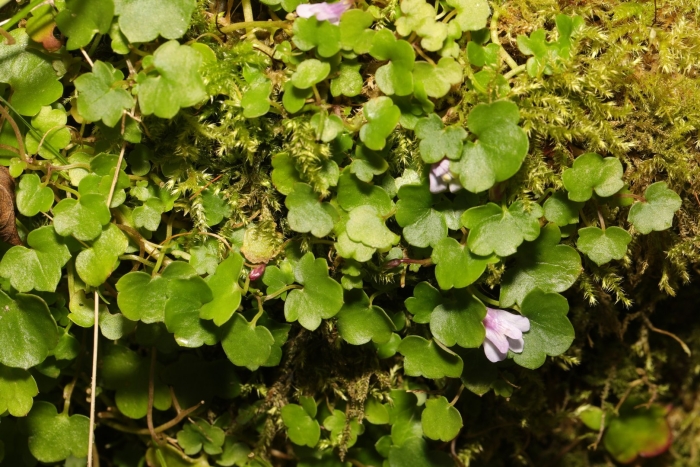 Cymbalaria muralis