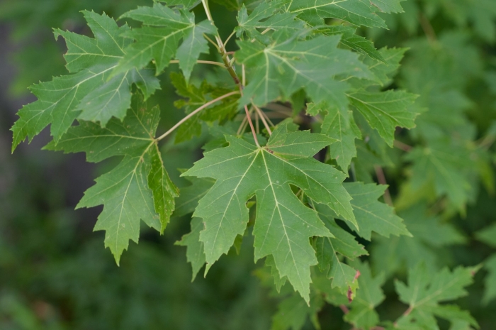 Acer saccharinum