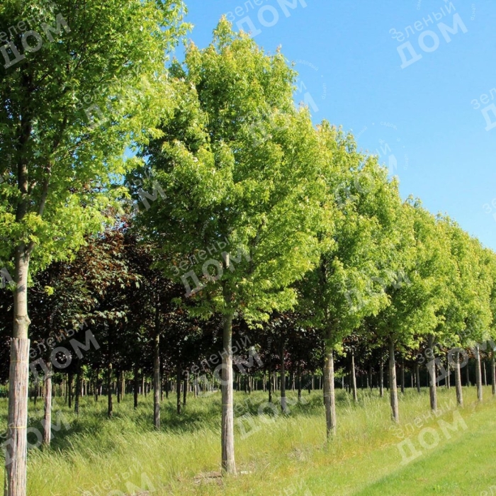 Клен сахаристый серебристый