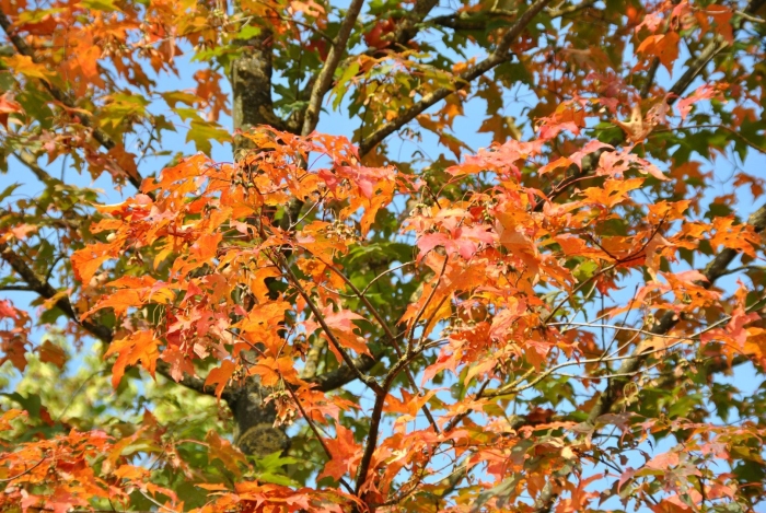 Клён сахаристый