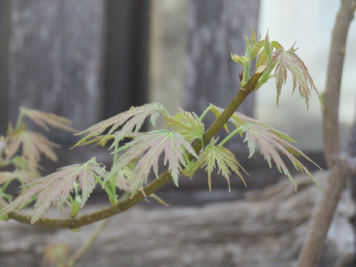 Клен palmatum seiryu