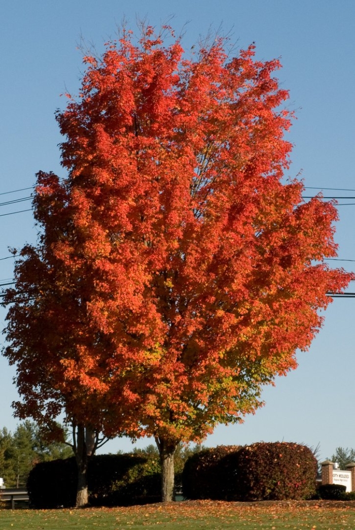 Acer saccharum