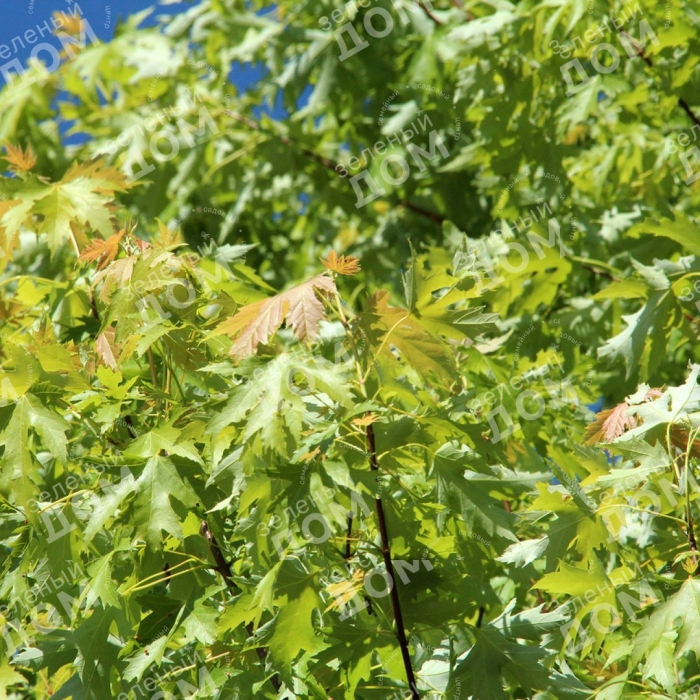 Клен сахарный лациниатум виери