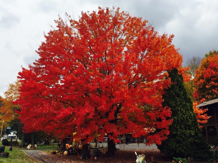 Клен красный (acer rubrum) october glory