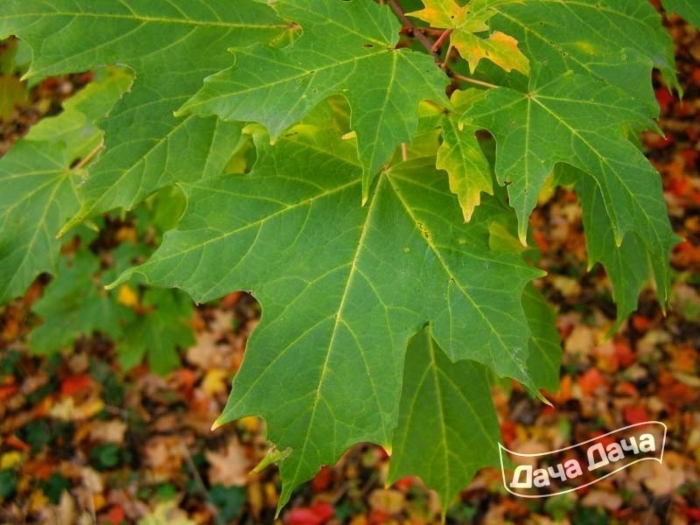 Клён остролистный платановидный