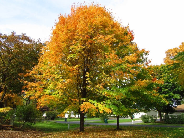 Клен сахаристый