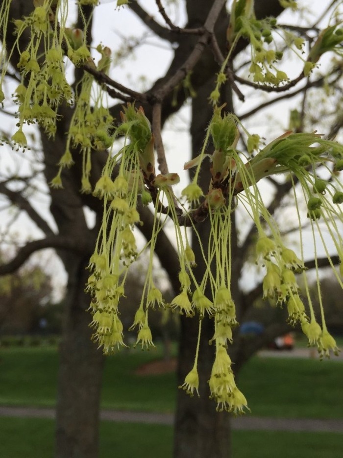 Клен американский (acer negundo).