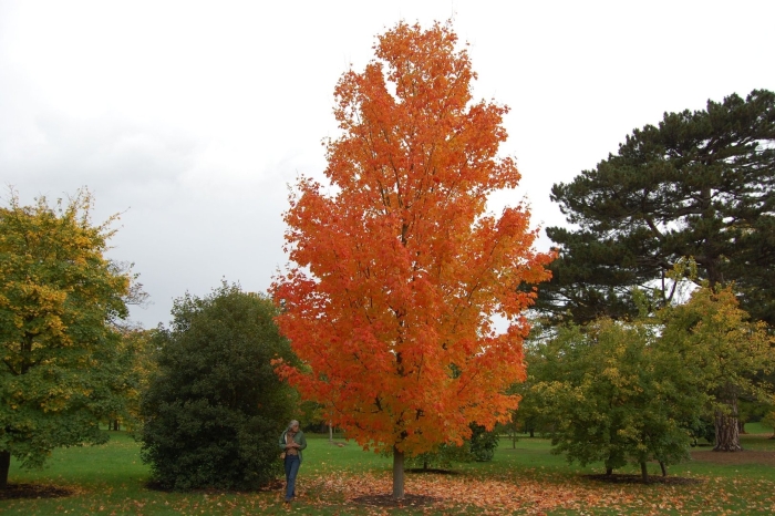 Клен сахарный остролистный