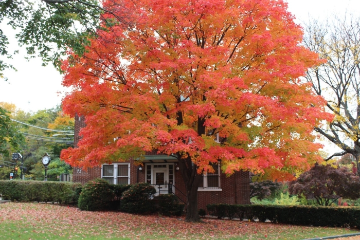 Клен друммонди