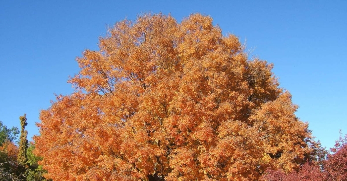 Клен сахаристый