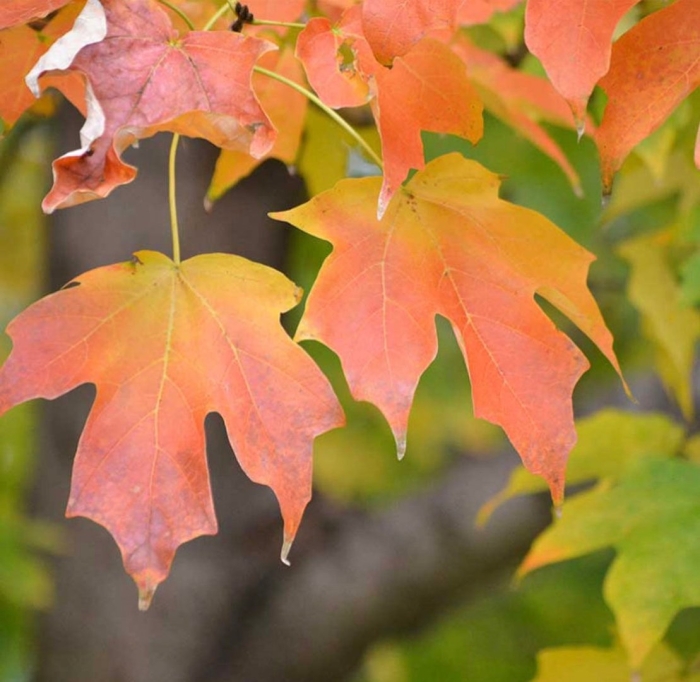 Клен канадский