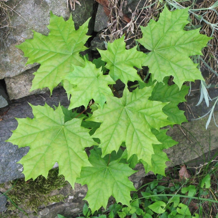 Клен сахарный остролистный