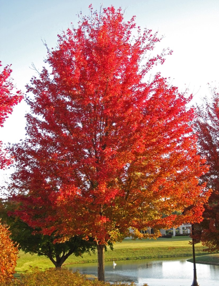 Acer freemanii autumn blaze