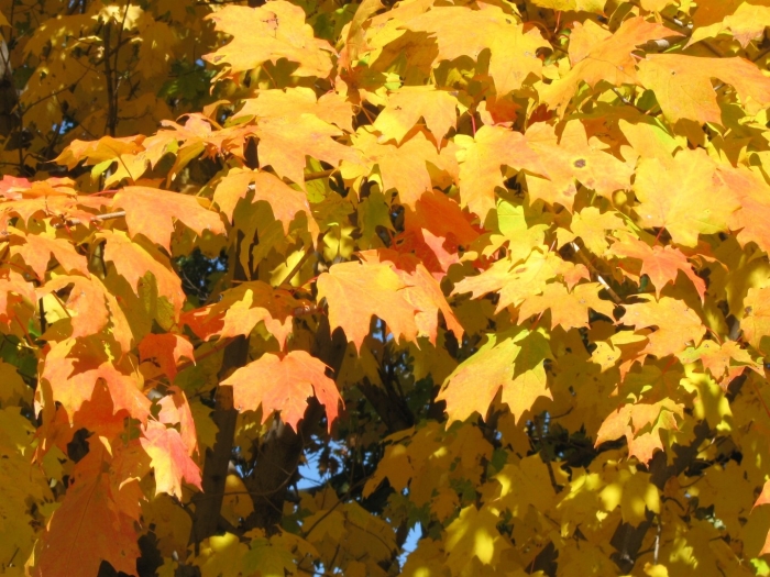 Клен сахарный — acer saccharum