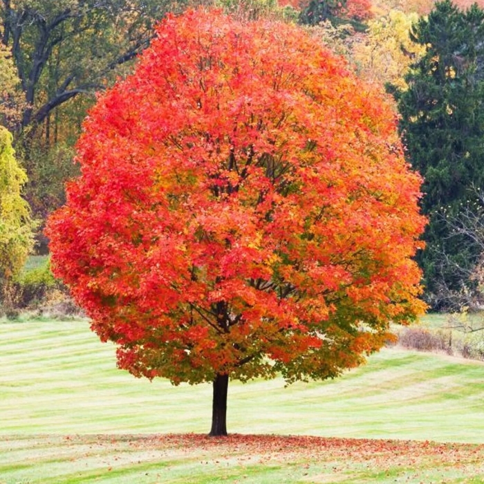 Клен канадский дерево
