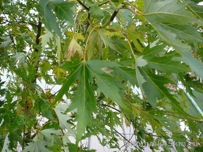 Клён остролистный лациниата