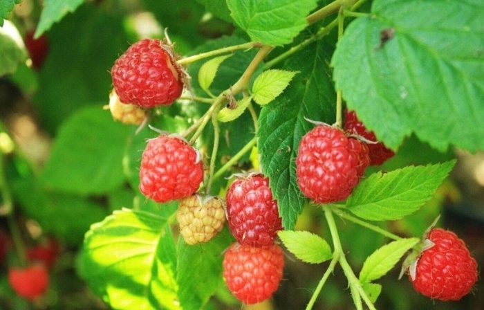 Малина ремонтантная куст