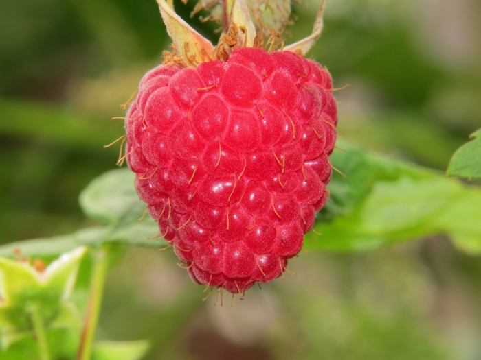 Малина сорт