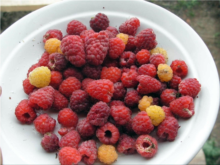 Разные сорта малины