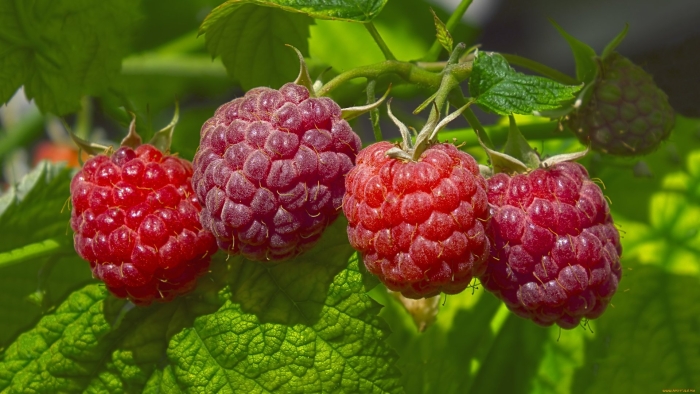 Малина анфиса