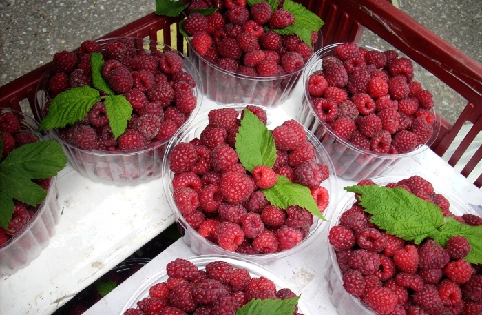 Малина ремонтантная евразия