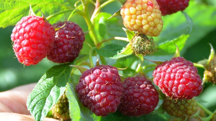 Ремонтантная малина сорт полана