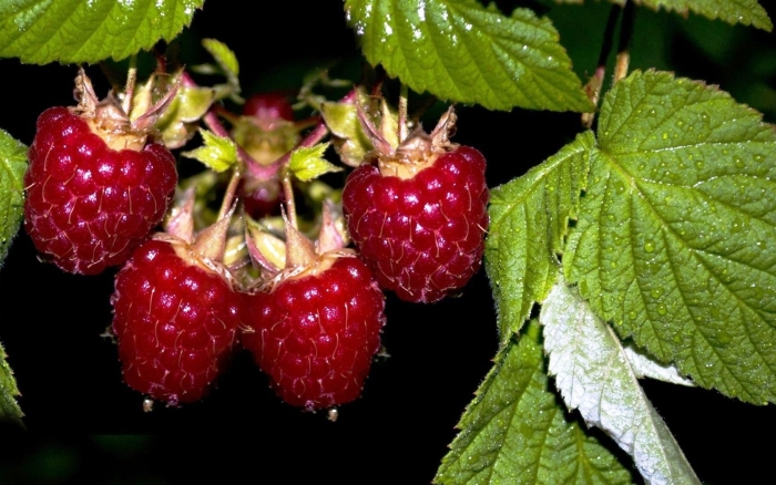 Малина ремонтантная жар птица