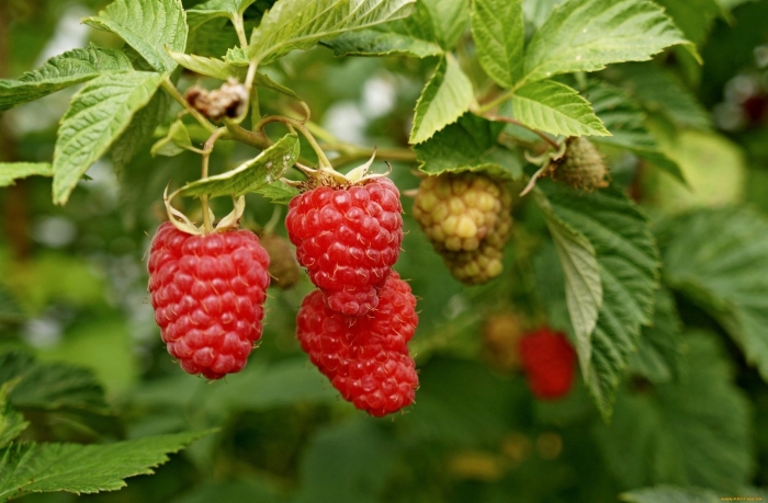 Плодопитомник ягода малина