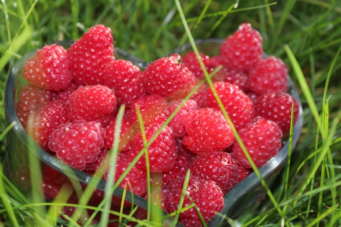 Красивые ягоды