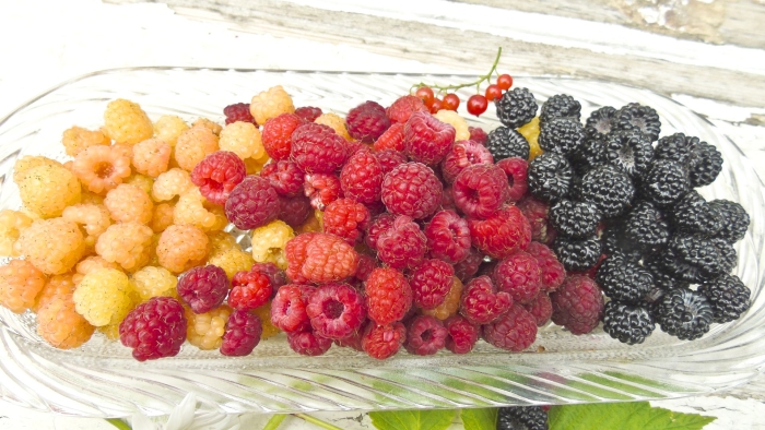 Шартлама ягода