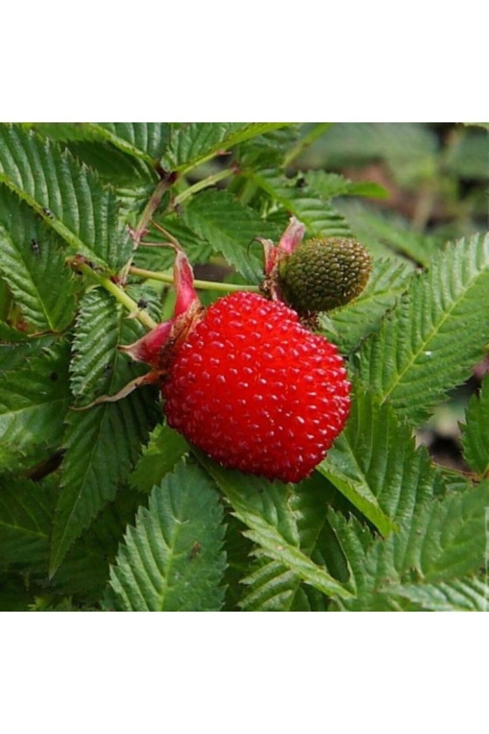 Малина рубус земляничная