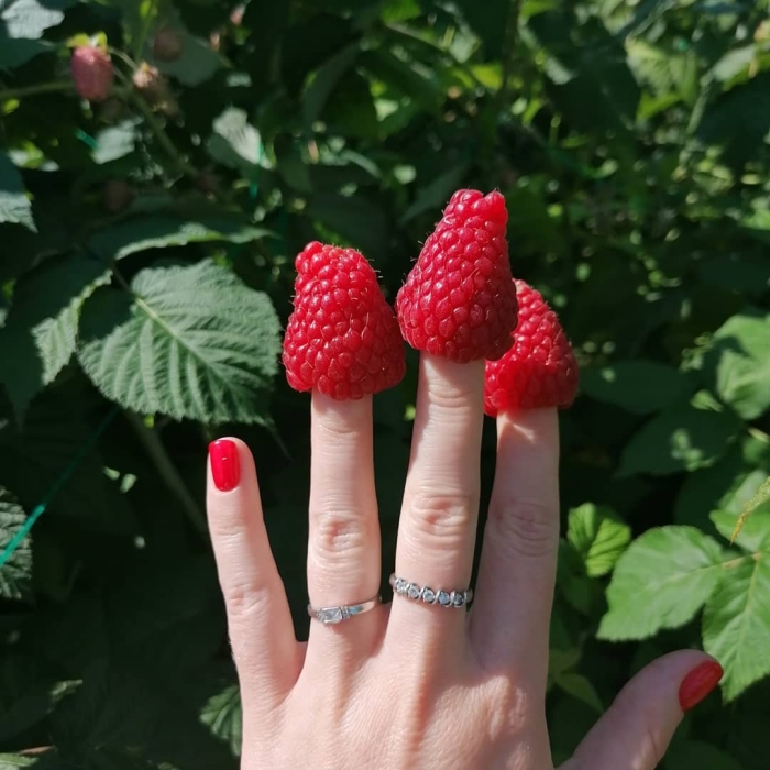 Сорт малины