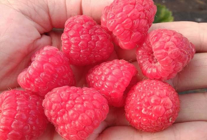 Малина ремонтантная сорта