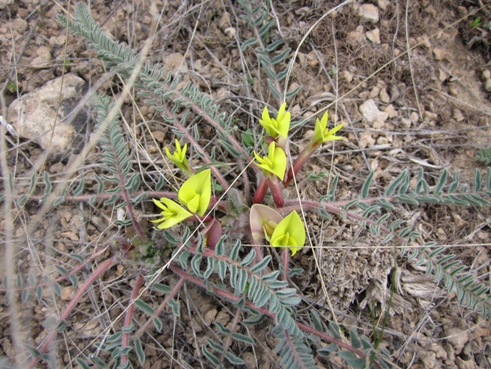 Astragalus longipetalus