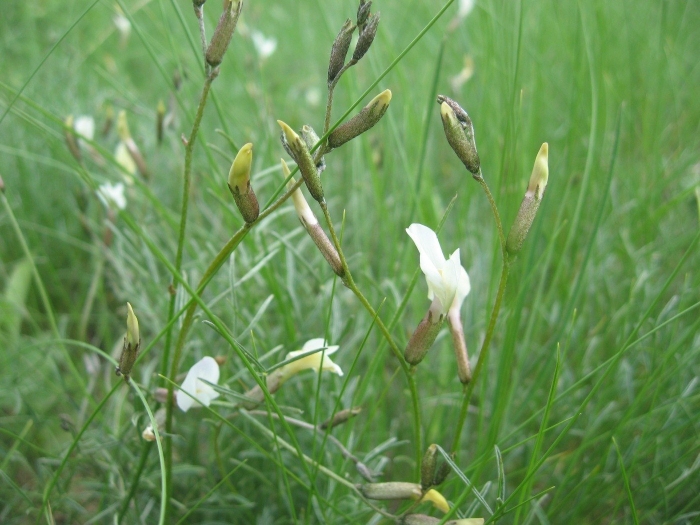 Astragalus ucrainicus