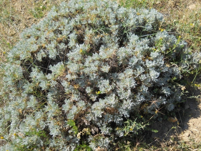 Astragalus arnacanthoides