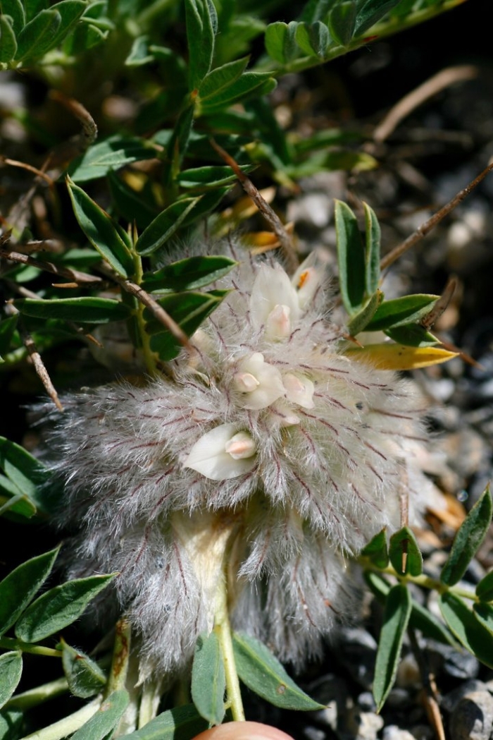 Астраканта колючковидная
