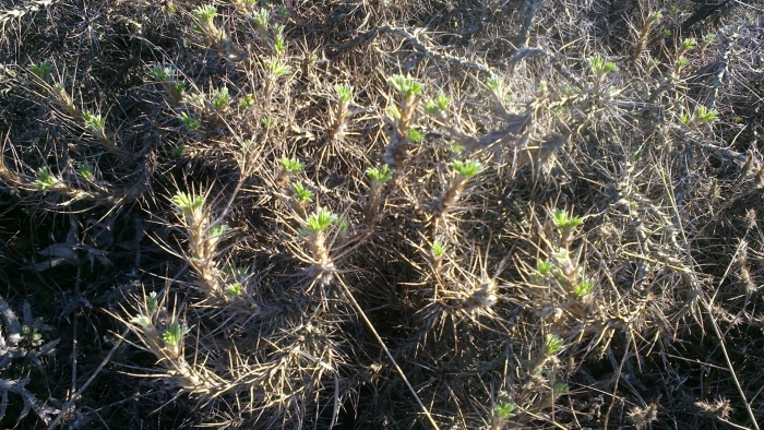 Астрагал колючки