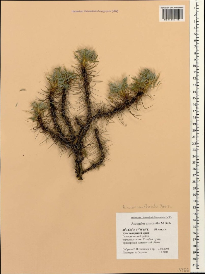 Лиственница сибирская гербарий